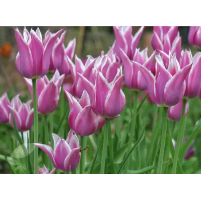 Tulipán Ballade - predaj cibuľovín - holandské tulipány - 3 ks