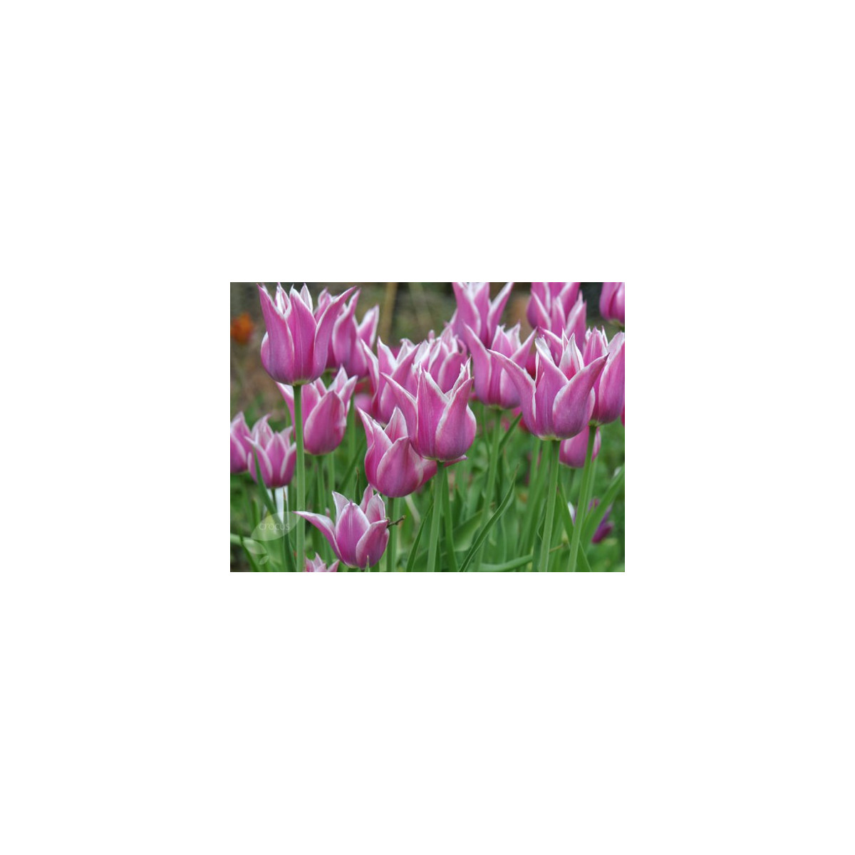Tulipán Ballade - predaj cibuľovín - holandské tulipány - 3 ks