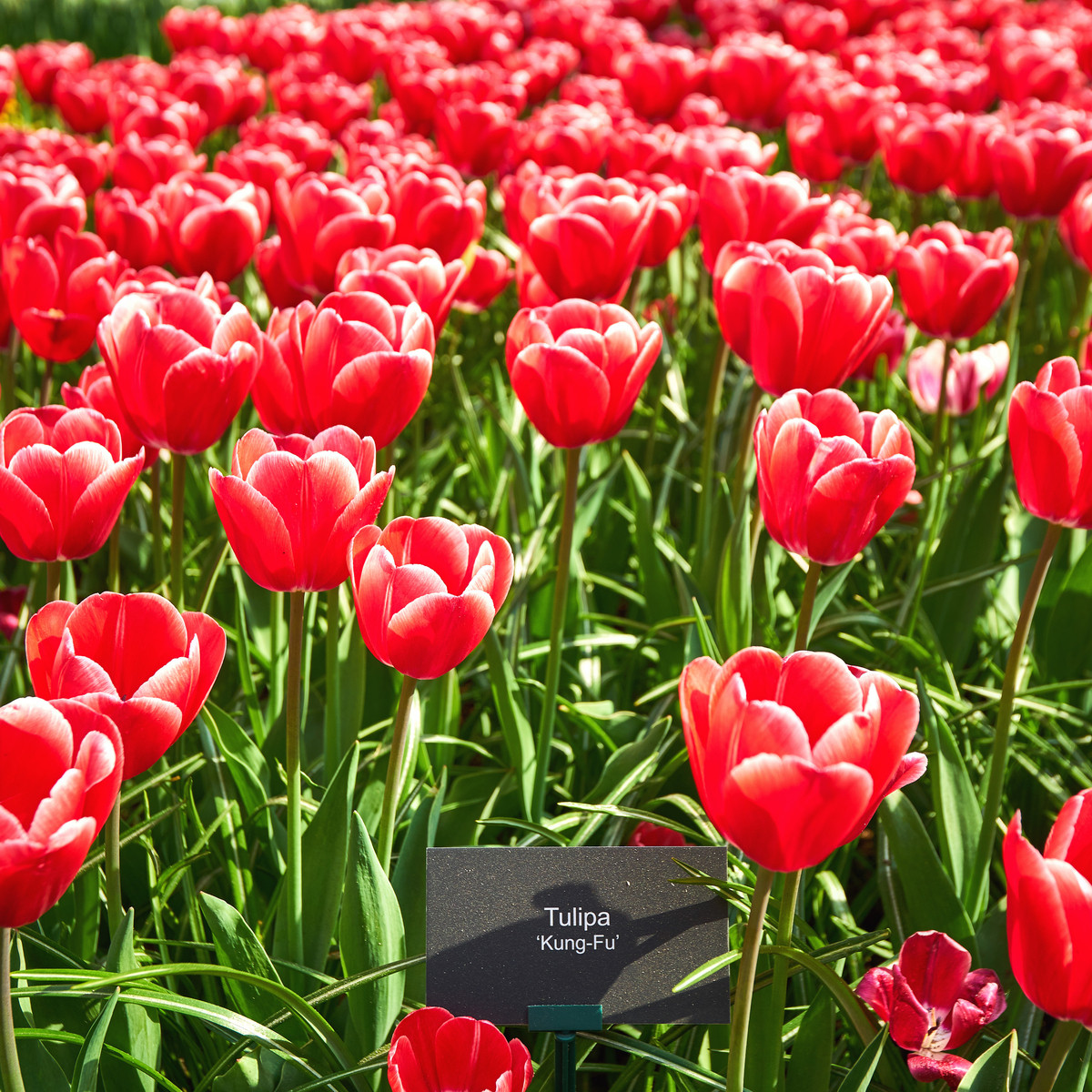 Tulipán Kung Fu - Tulipa - cibuľoviny - 3 ks