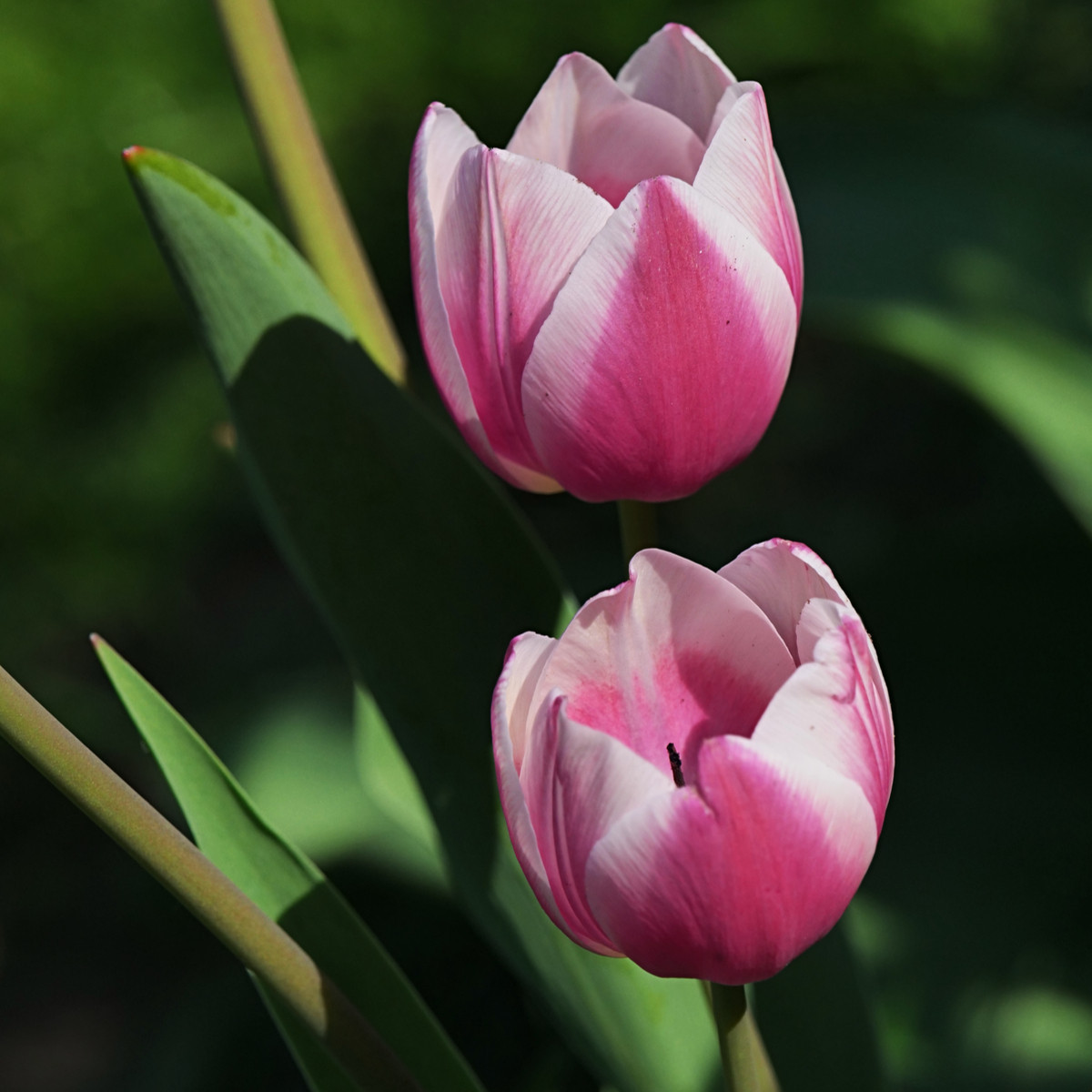 Tulipán Ollioules - Tulipa - cibuľoviny - 3 ks