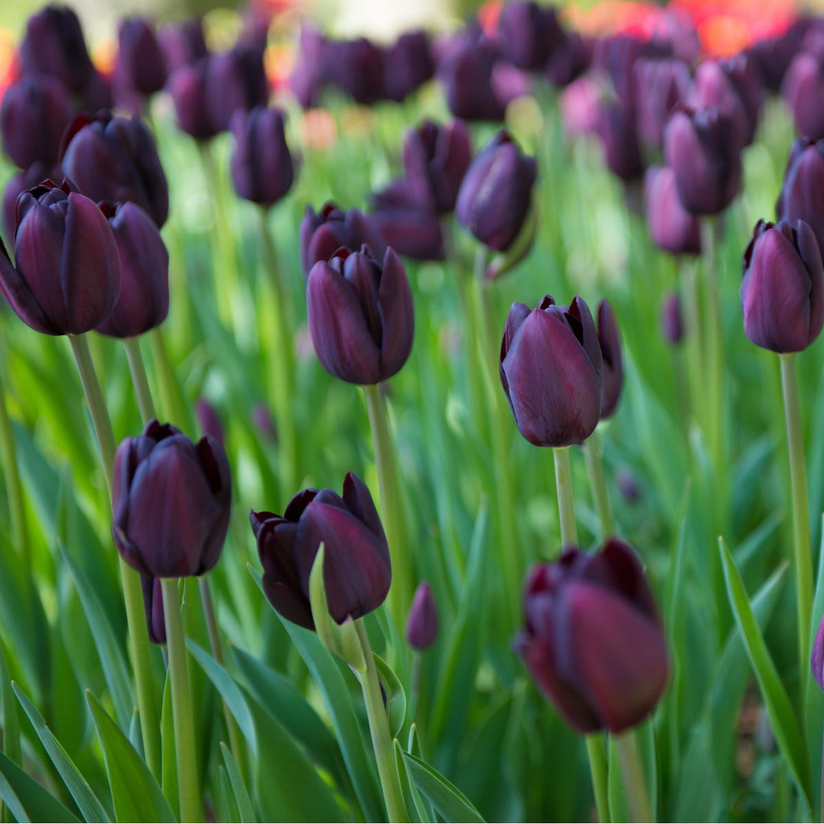 Tulipán Queen of Night - Tulipa - cibuľoviny - 3 ks