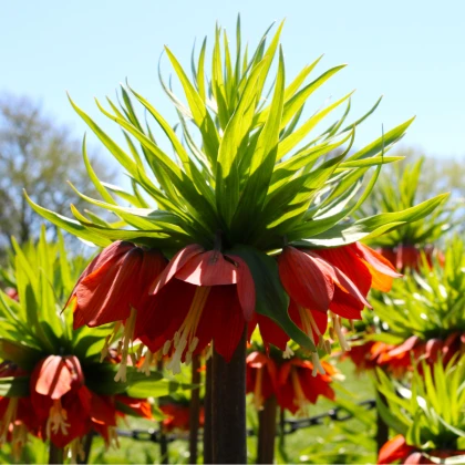 Korunkovka kráľovská červená - Fritillaria rubra - cibuľoviny - 1 ks
