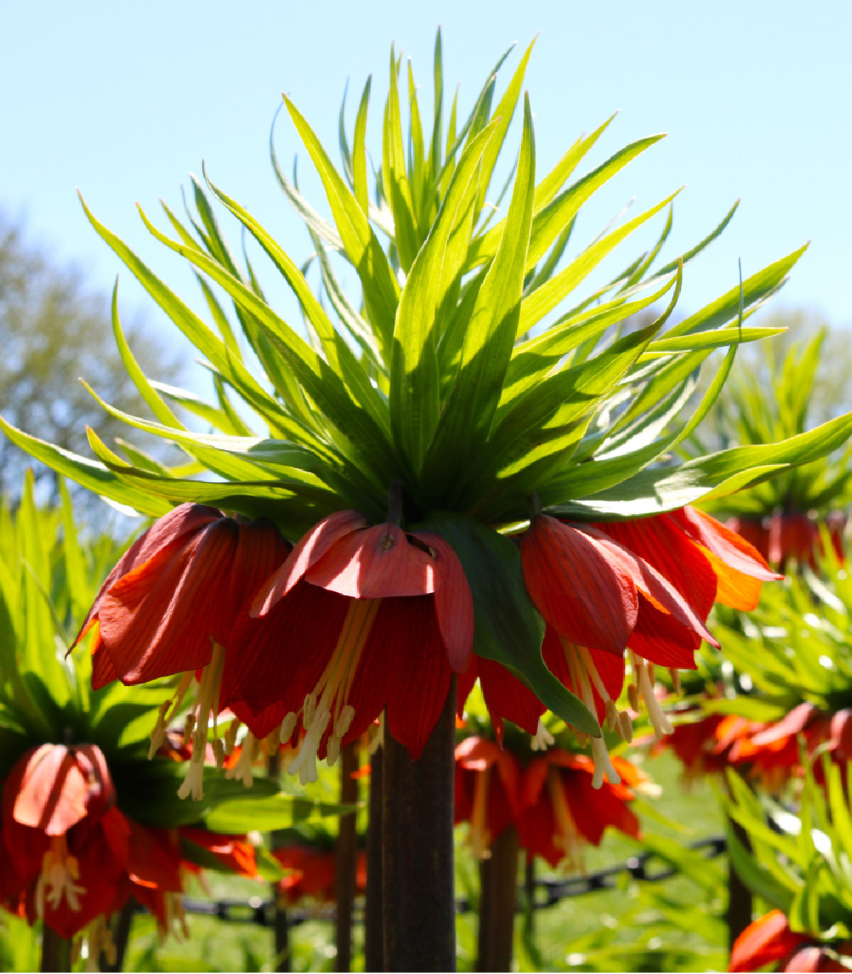 Korunkovka kráľovská červená - Fritillaria rubra - cibuľoviny - 1 ks