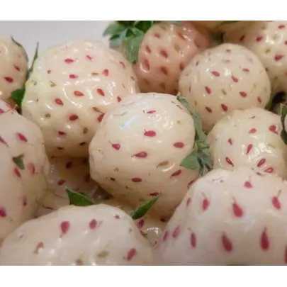 Jahoda biela - Fragaria vesca - semená - 10 ks