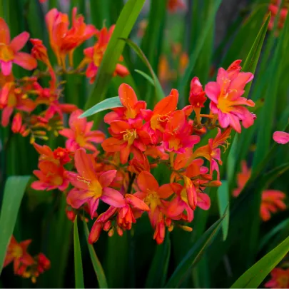 Montbrécia Emily Mckenzie - Crocosmia - cibuľoviny- 4 ks