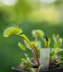 Mucholapka podivná - Dionaea muscipula - semená - 10 ks