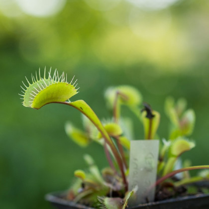 Semená mucholapky – Mucholapka podivná – Dionaea muscipula