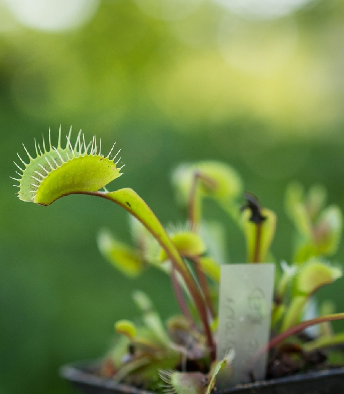 Mucholapka podivná- semena - 15 ks - Dionaea muscipula