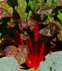Mangold červený - Beta vulgaris - semená Mangoldu - semiačka - 75 ks