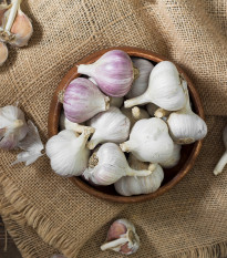 Sadbový cesnak Bjetin - Allium sativum - paličiak - cibule cesnaku - 1 balenie