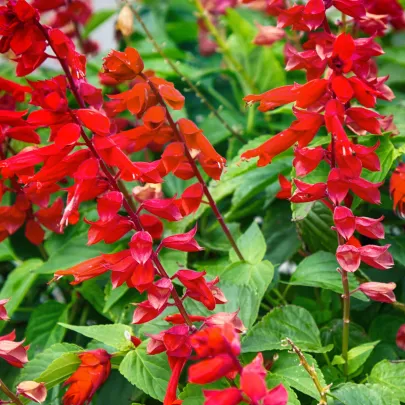 Šalvia šarlátová Hummingbird - Salvia coccinea - semená - 10 ks