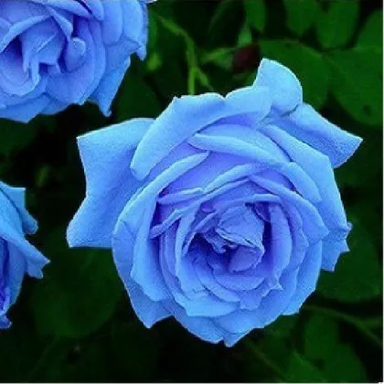 Ruža popínavá svetlomodrá - Rosa - semená - 5 ks