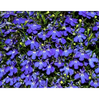 Lobelka drobná nízka - Lobelia erinus - semená - 1000 ks