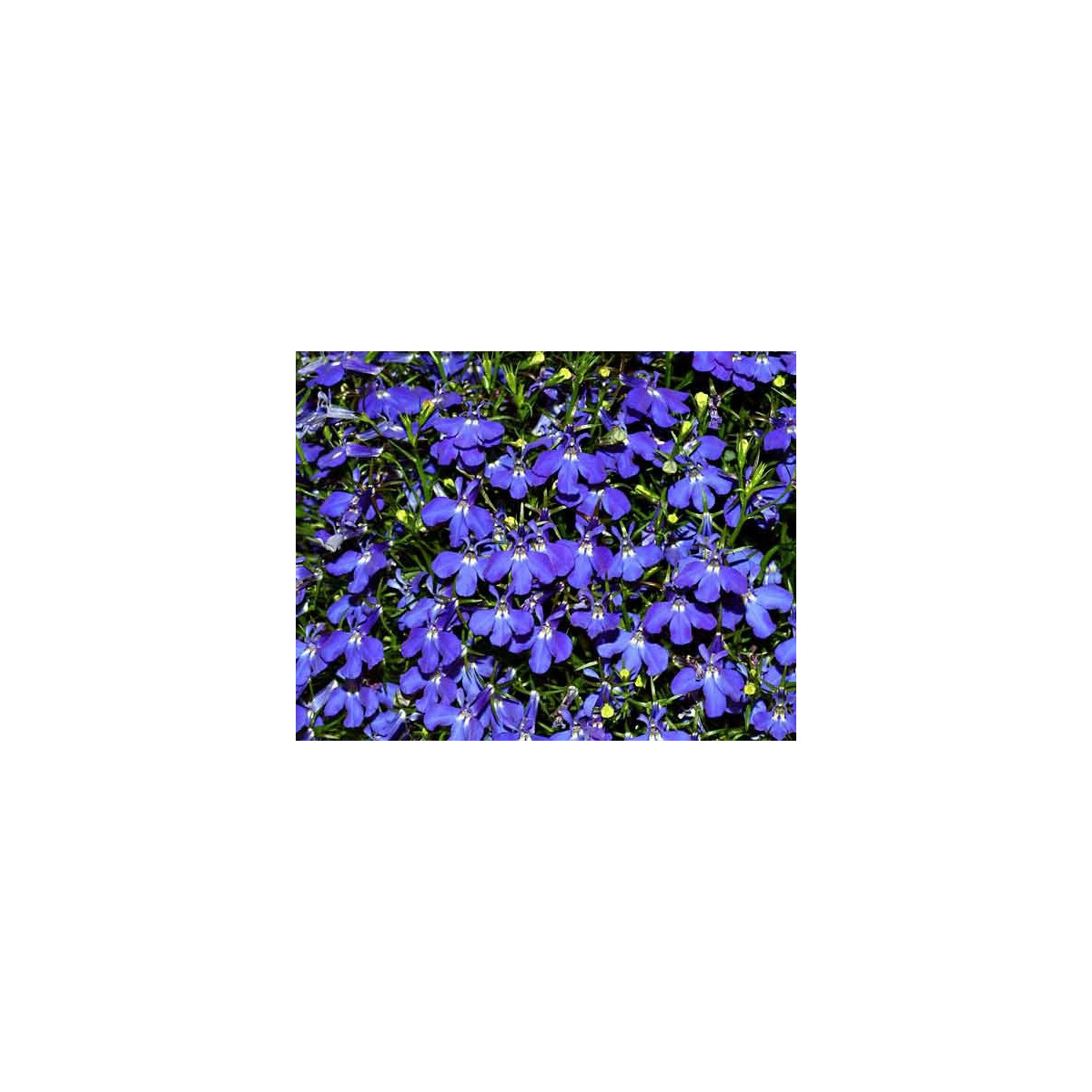 Lobelka drobná nízka - Lobelia erinus - semená - 1000 ks