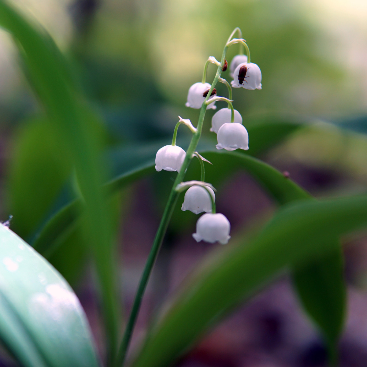 Konvalinka vonná ružová - Convallaria majalis - voľnokorenné sadenice - 1 ks