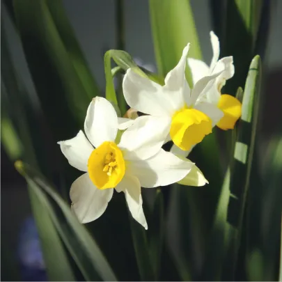 Narcis Canaliculatus - Narcissus - cibuľoviny - 3 ks