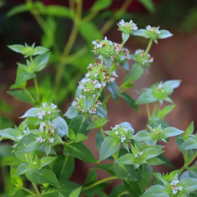 Mizuna Červená Devil F1 - japonská horčica - Brassica campestris Japonica - semená - 0,02 g