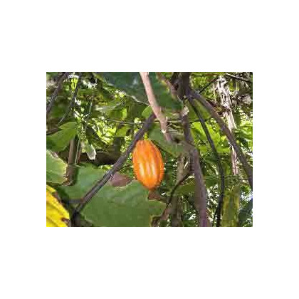 Kakaovník pravý - semena Kakaovníku - 5 ks - Theobroma cacao