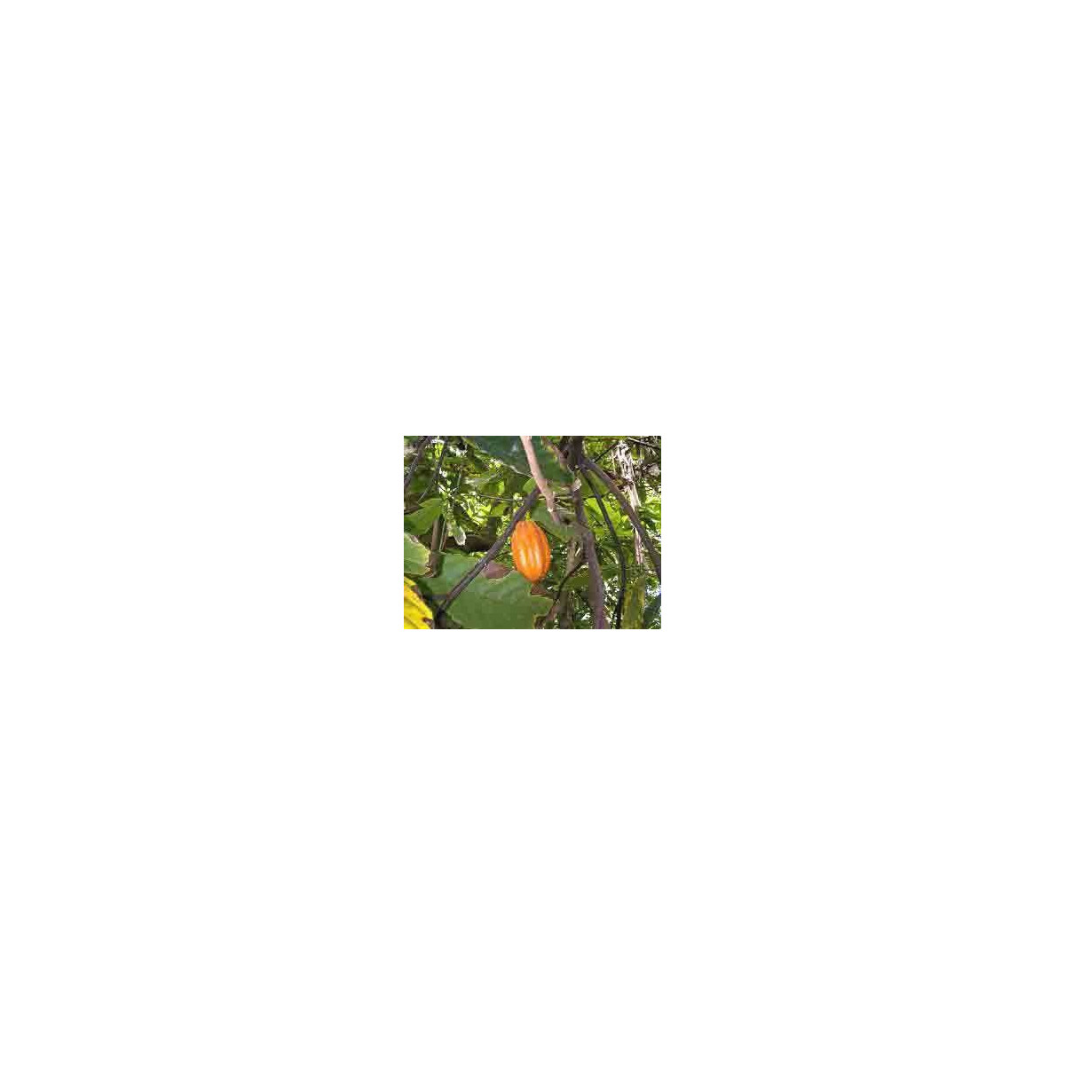 Kakaovník pravý - Theobroma cacao - semená - 5 ks