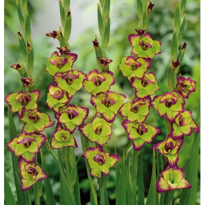 Gladiola Flevo - Gladiolus - cibuľoviny - 3 ks