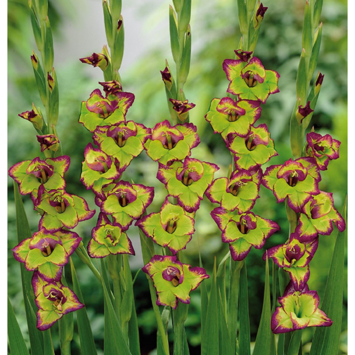 Gladiola Flevo - Gladiolus - cibuľoviny - 3 ks