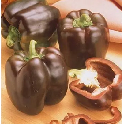 Paprika hnedá - Hnedá Kráska - Capsicum annuum - semená - 9 ks