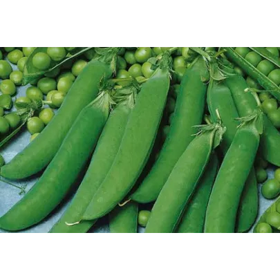 Hrach cukrový Zuccola - Pisum sativum - semená - 10 g