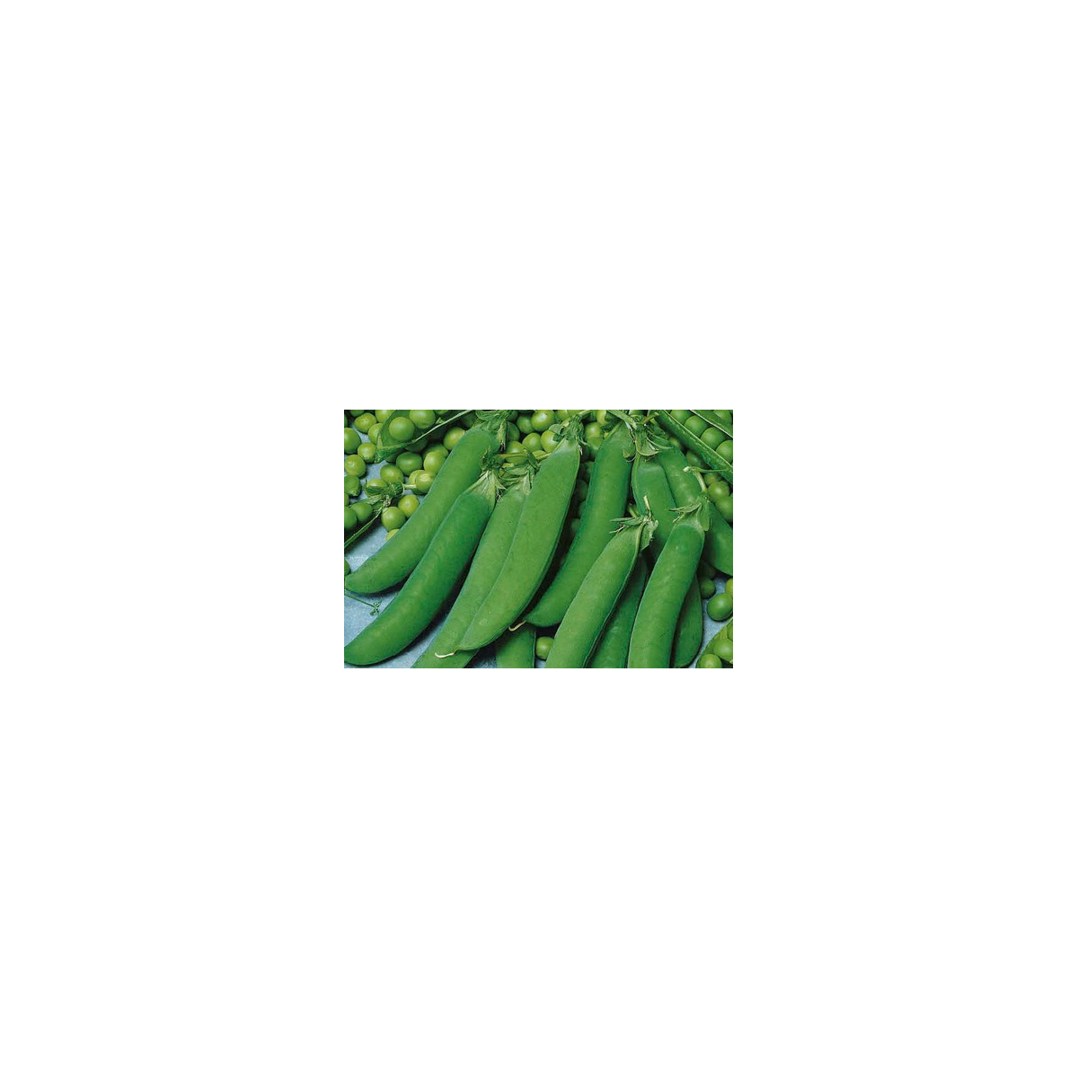 Hrach cukrový Zuccola - Pisum sativum - semená - 10 g