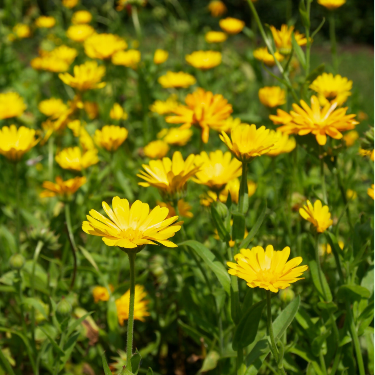Nechtík lekársky žltý - Calendula officinalis - semená - 30 ks