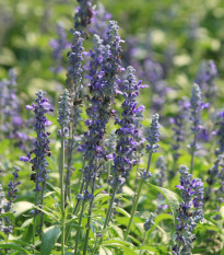 BIO Levanduľa lekárska - Lavandula officinalis - bio semená - 50 ks
