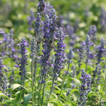 BIO Levanduľa lekárska - Lavandula officinalis - bio semená - 50 ks