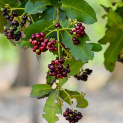 Pimentovník lekársky - Nové korenie - Pimenta dioca - semená - 4 ks