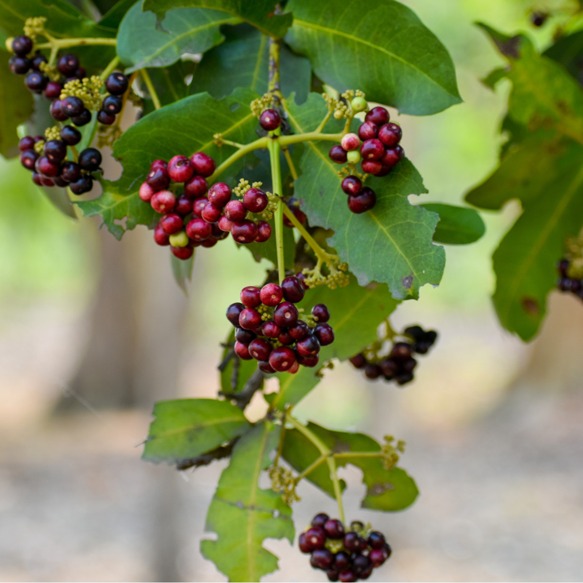 Pimentovník lekársky - Nové korenie - Pimenta dioca - semená - 4 ks