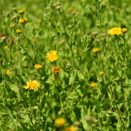 Blšník obyčajný - semená - 50 ks - Pulicaria vulgaris
