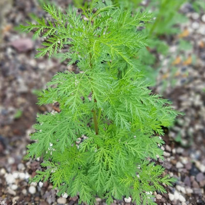 Palina ročná - Artemisia annua - semená - 0,02 g