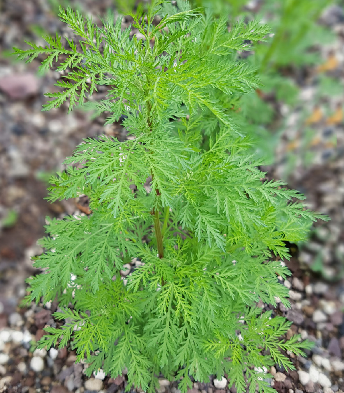 Palina ročná - semená - 0,02 gr - Artemisia annua