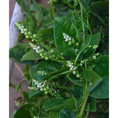 Malabarský špenát - Bazela biela - Basella alba - semená - 0,5 g