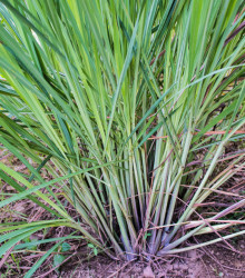Citrónová tráva -  Cymbopogon flexuosus - semená - 20 ks