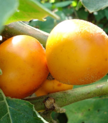 Solanum sessiliflorum - semená solanumu - 10 ks