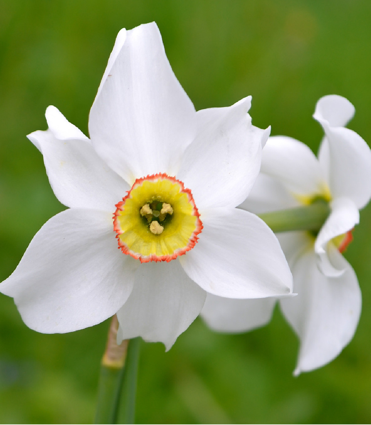 Narcis poeticus recurvus Pheasant eye - Narcissus - cibuľoviny - 3 ks