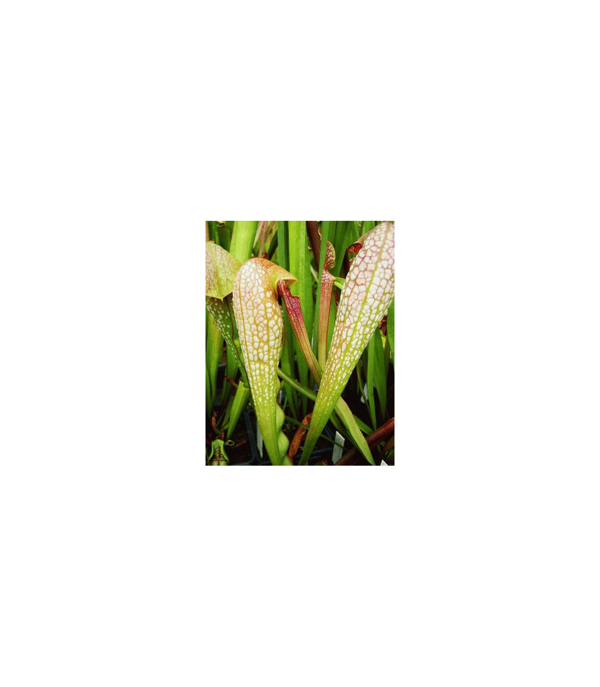 Špirlica privretá - saracénia - semená mäsožravky Špirlice - Sarracenia minor - 12 ks