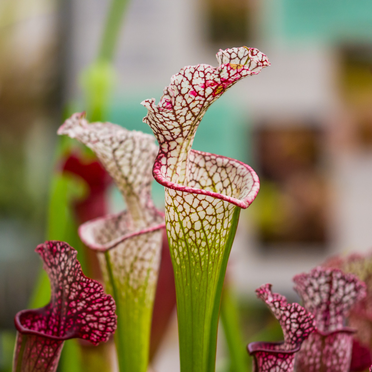 Špirlica bielolistá - Sarracenia leucophylla - semená - 12 ks