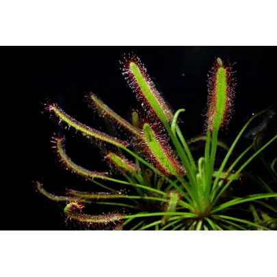 Rosička kapská zmes - Drosera Capensis - semená - 15 ks