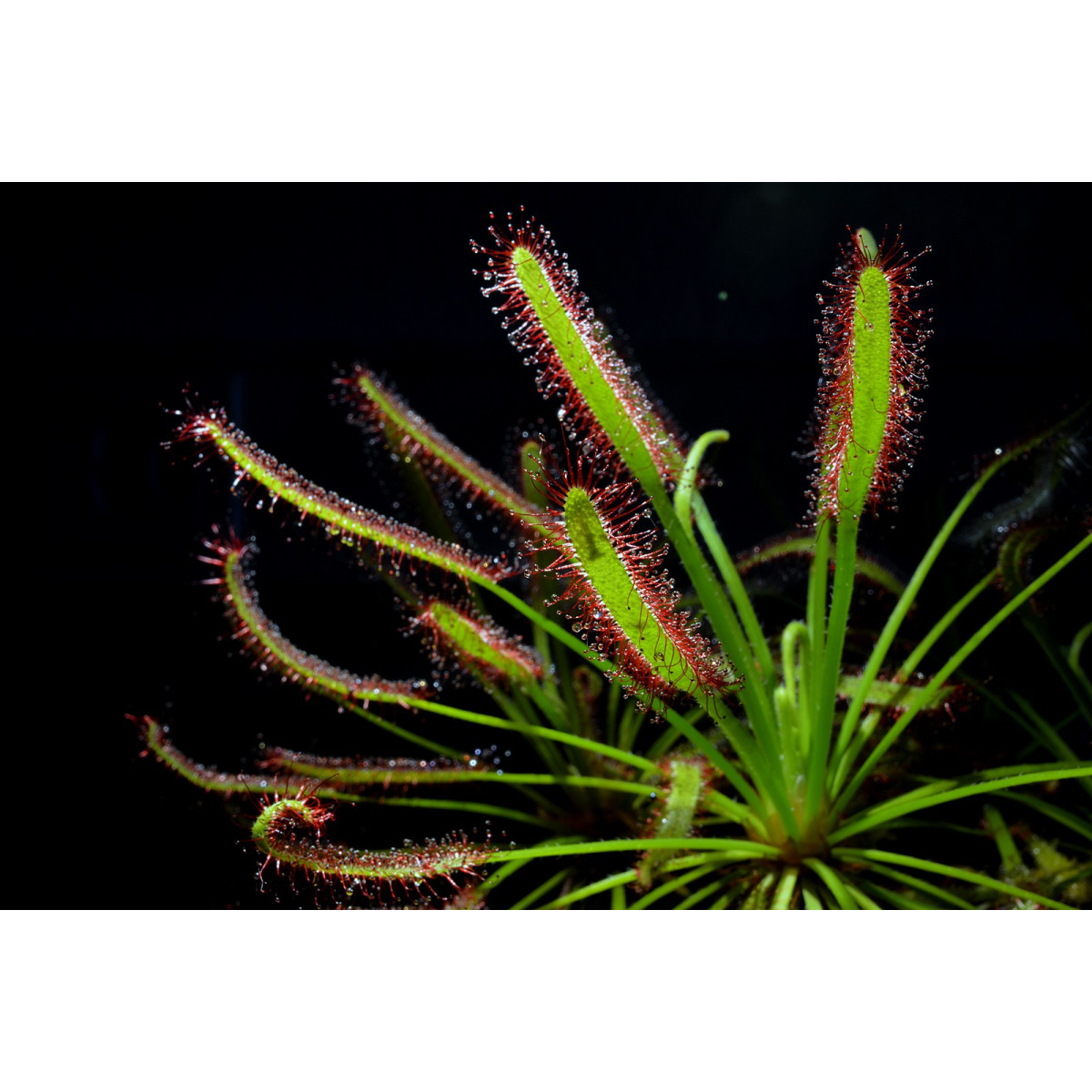 Rosička kapská zmes - Drosera Capensis - semená - 15 ks