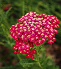 Rebríček obyčajný Cerise - Achillea millefolium - semená - 500 ks