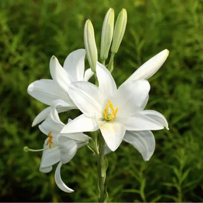 Ľalia biela liečivá Sw. Antoniego - Lilium candidum - cibuľoviny - 1 ks