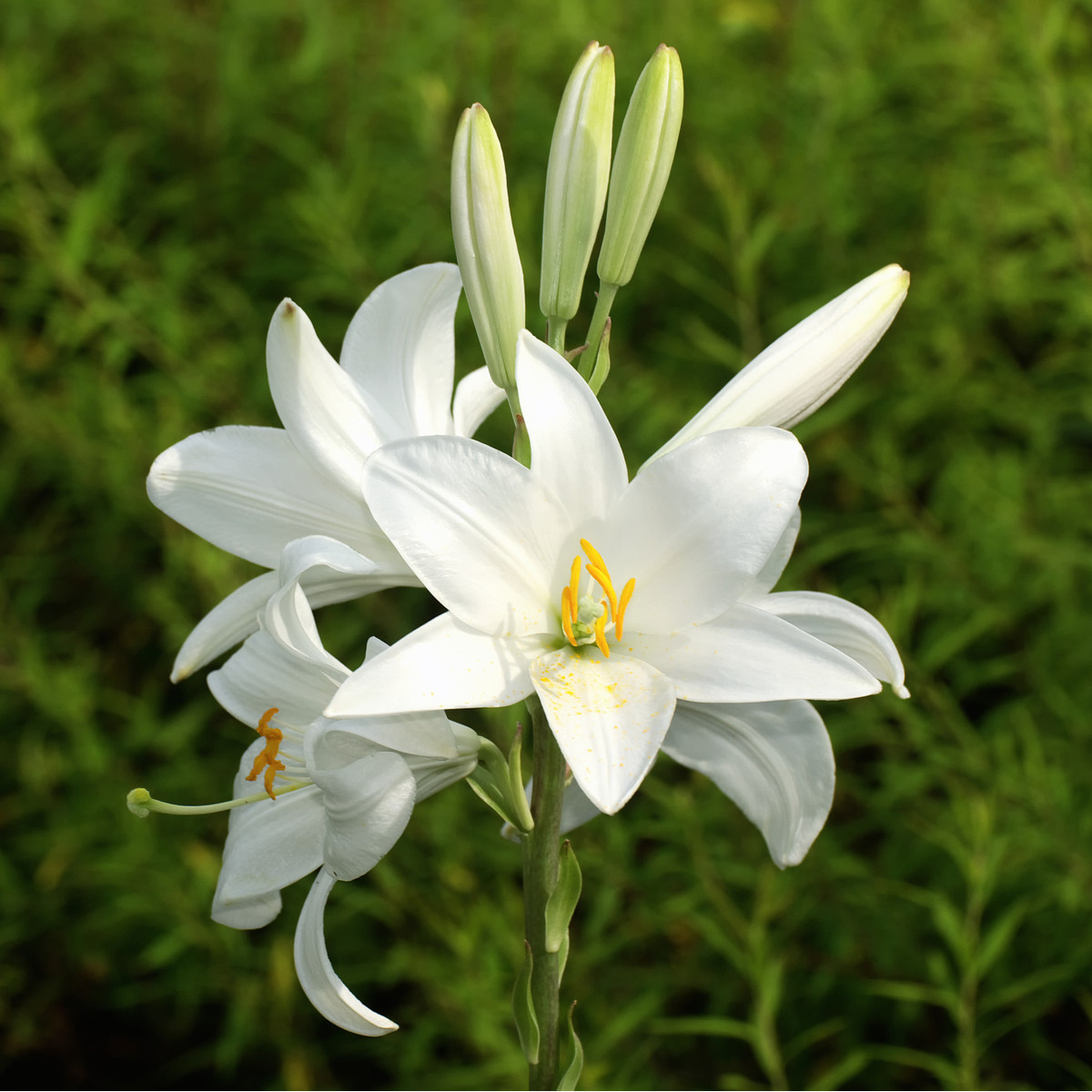 Ľalia biela liečivá Sw. Antoniego - Lilium candidum - cibuľoviny - 1 ks