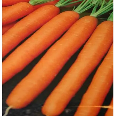 Mrkva Amsterdam skorá karotka - Daucus carota - semená - 900 ks