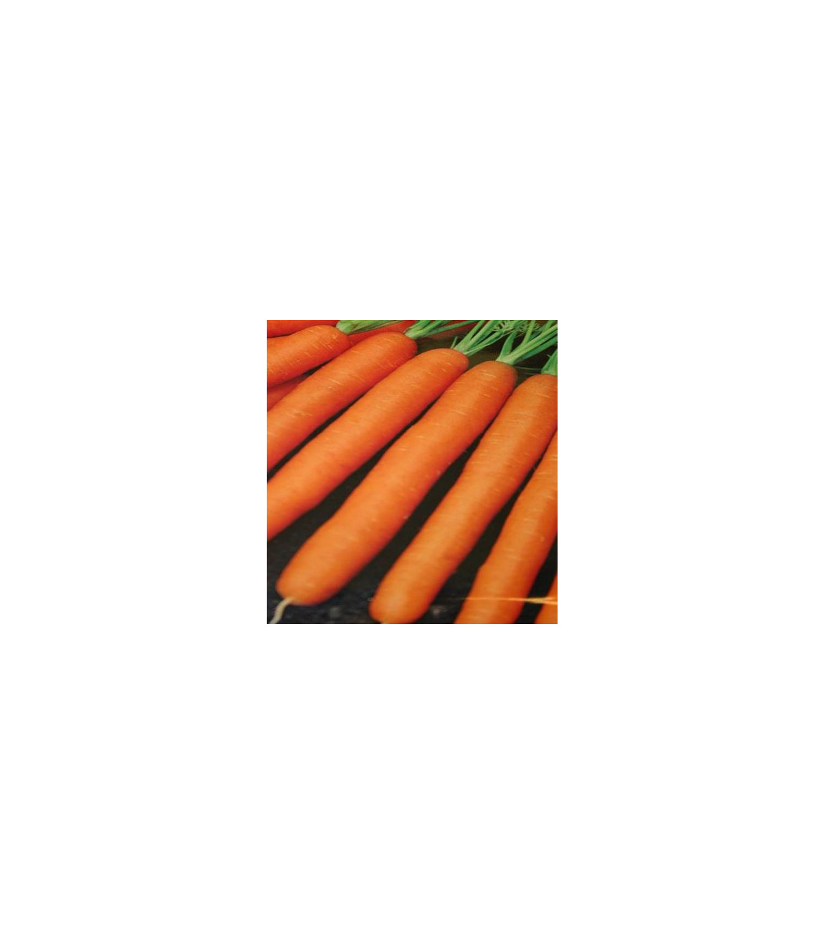Mrkva Amsterdam skorá karotka - osivo mrkvy - Daucus carota - 1 gr