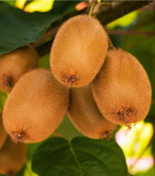 Kiwi čínske - Aktinídia - semená kiwi - Actinidie chinensis - 5 ks